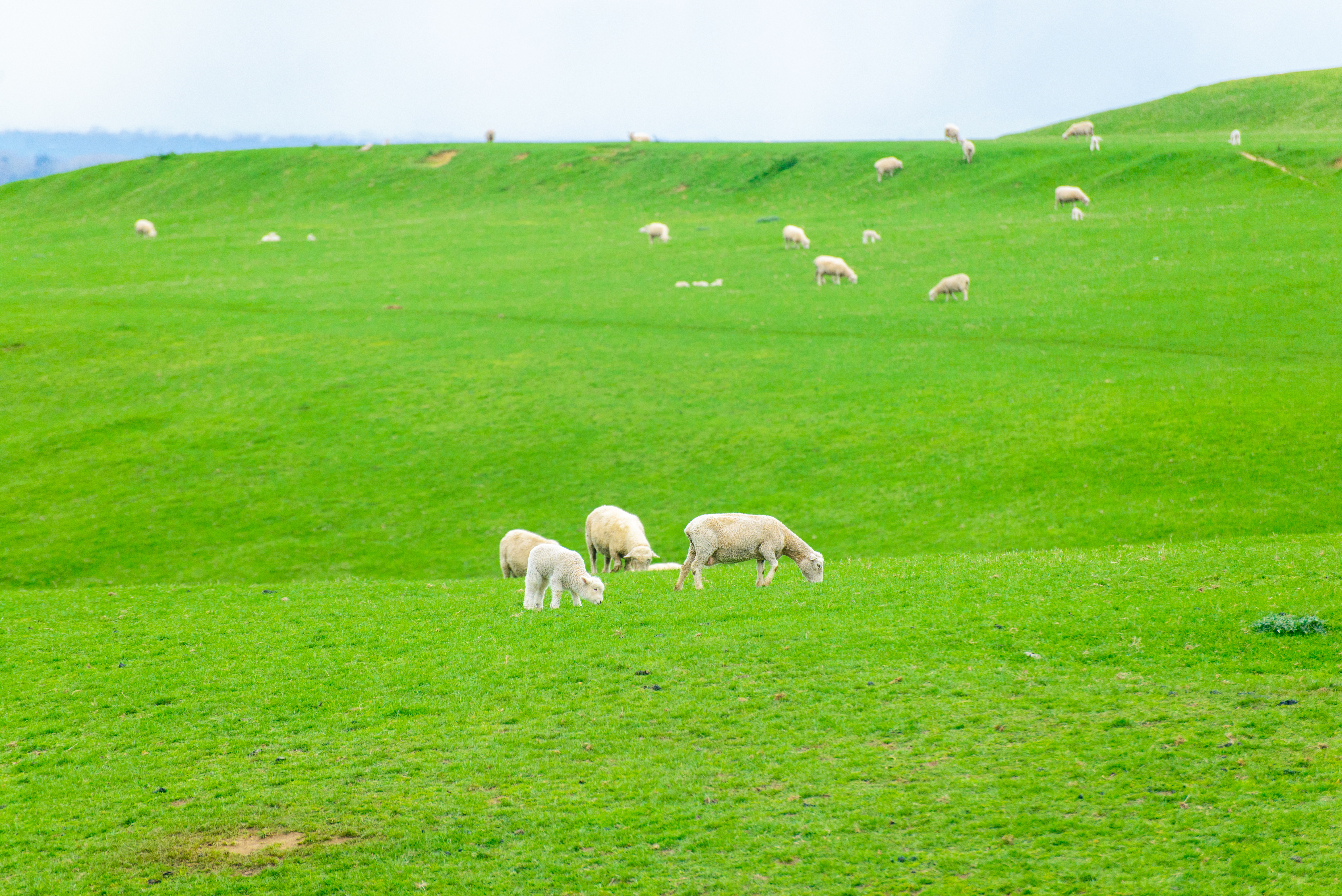 new zealand wifi