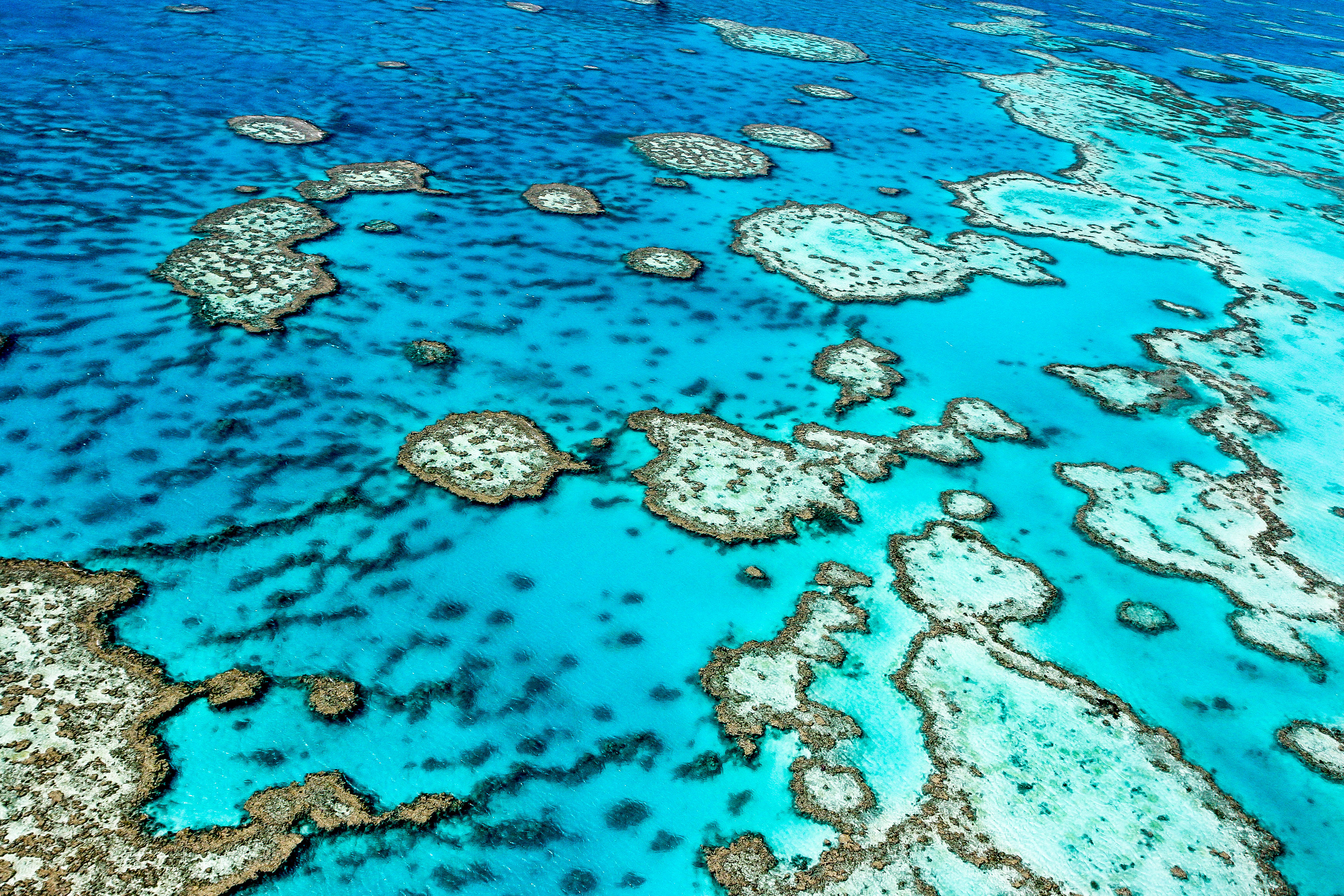 oceania-mifi-wifi-rental